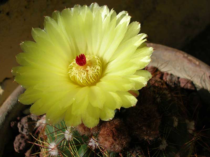 Parodia ottonis 