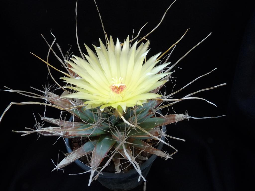 Leuchtenbergia principis 