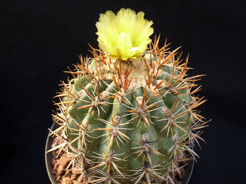 Ferocactus viridescens v. orcuttii 