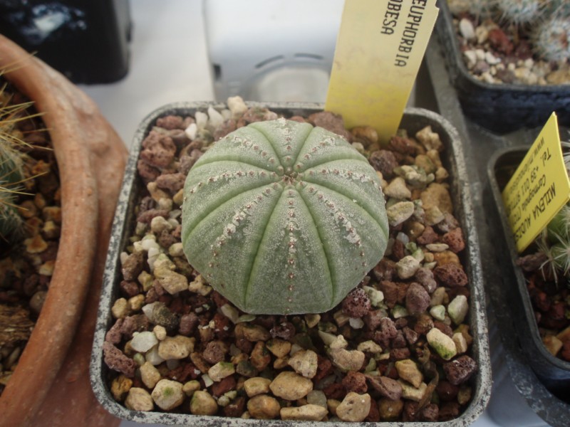 Euphorbia obesa 