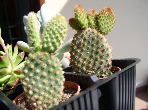 Opuntia microdasys 