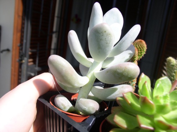 Pachyphytum oviferum 