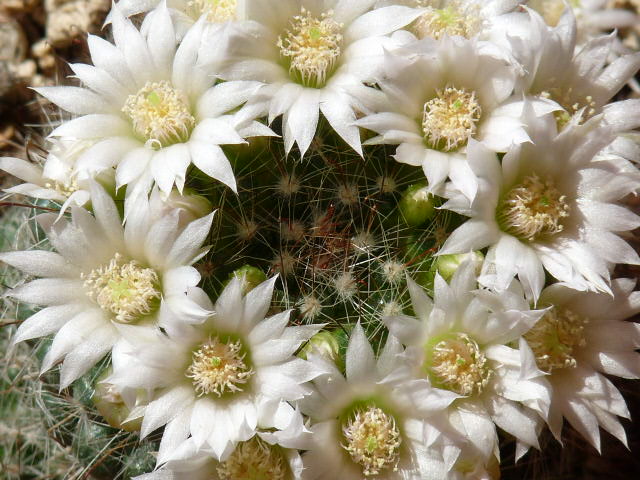 Mammillaria zeilmanniana cv. albiflora 