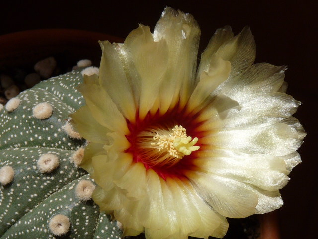 Astrophytum asterias 