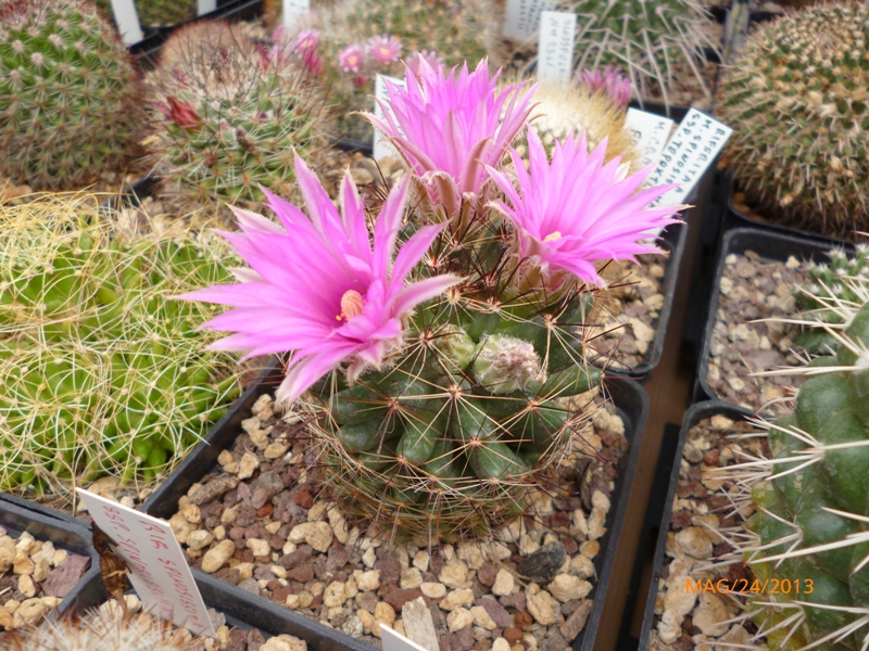 Mammillaria wrightii 