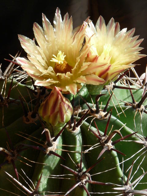 Ferocactus wislizeni ssp. herrerae 