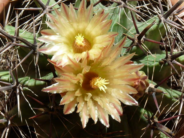 Ferocactus wislizeni ssp. herrerae 