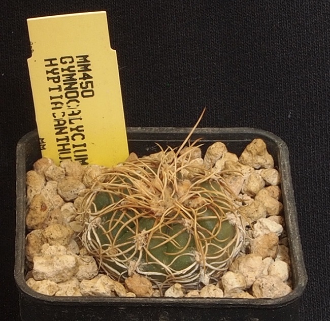 Gymnocalycium hyptiacanthum MM 450