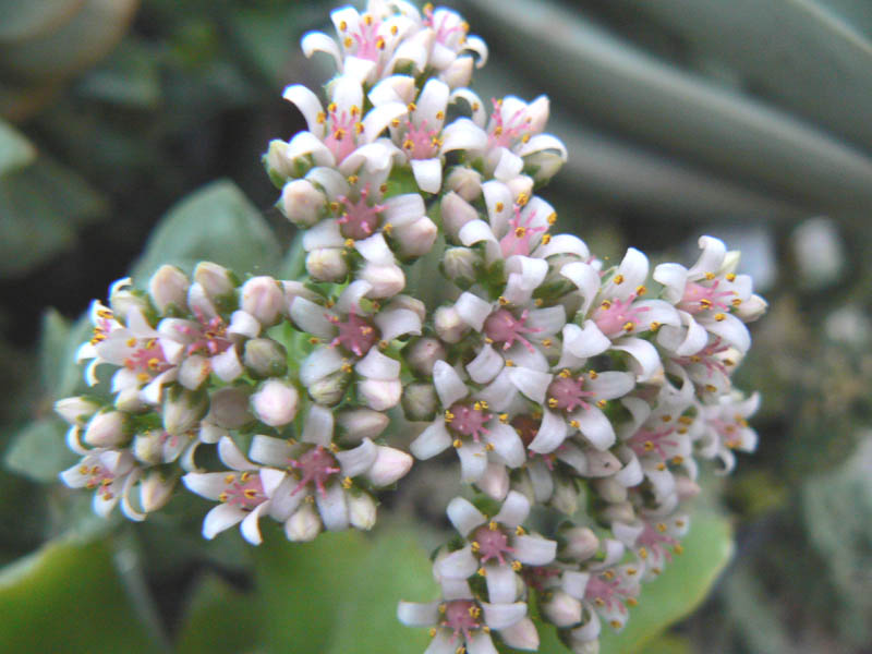 Crassula cv. springtime 