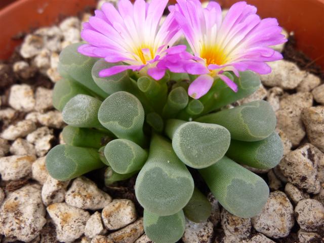 Frithia pulchra 