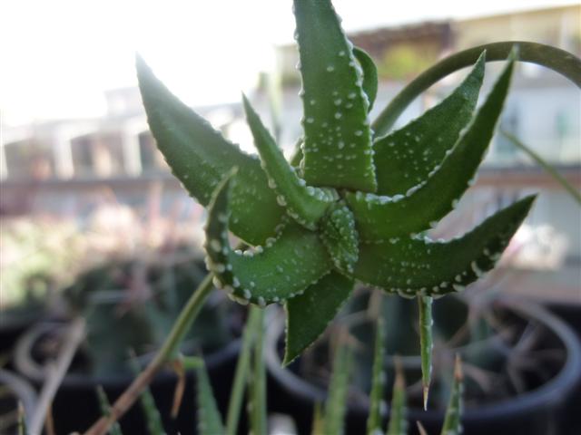 Haworthia attenuata 