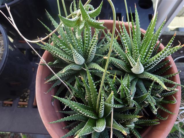 Haworthia attenuata 