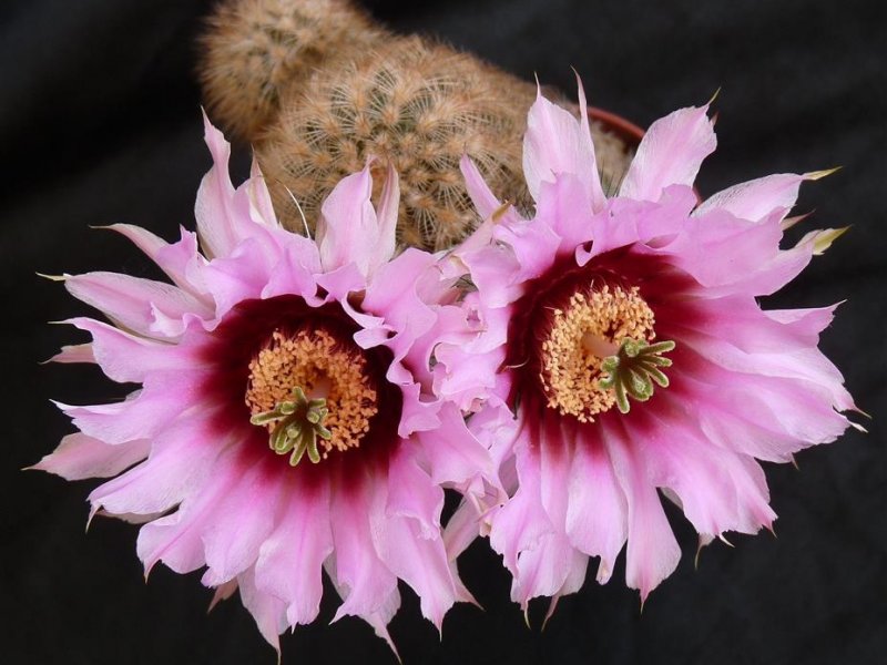 Echinocereus  fitchii 