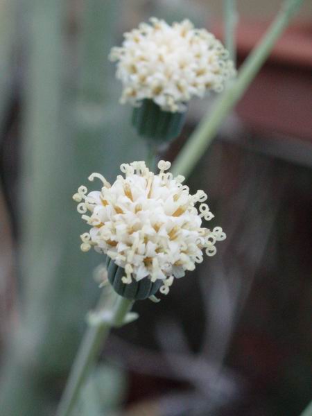 Senecio pinguifolius 