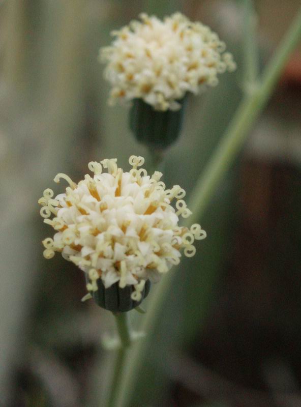 Senecio pinguifolius 