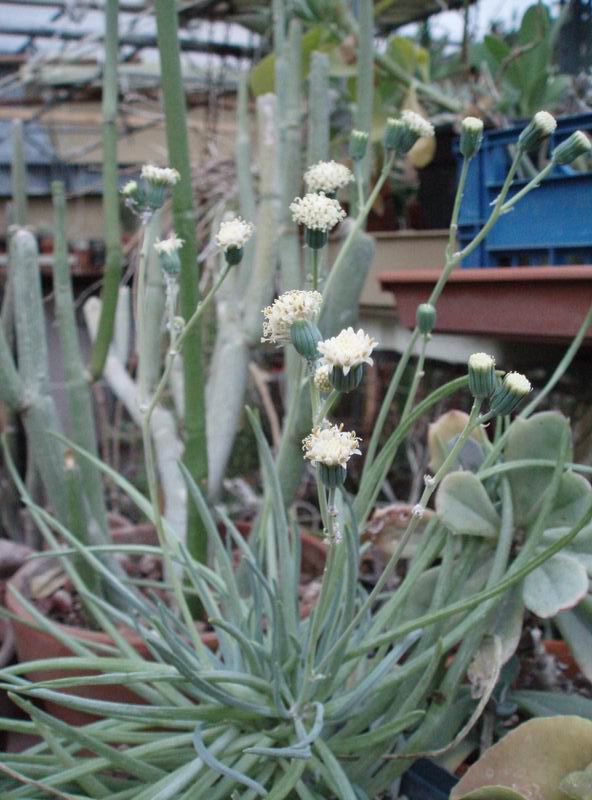 Senecio pinguifolius 