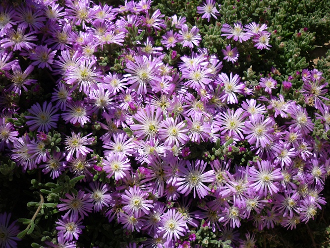 Drosanthemum hispidum 