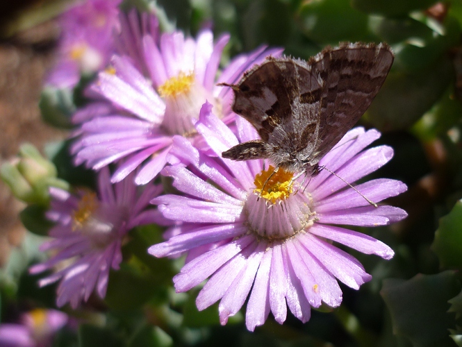 Oscularia deltoides 