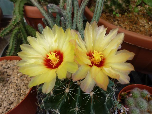 Thelocactus setispinus 