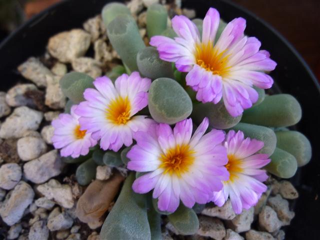 Frithia pulchra 