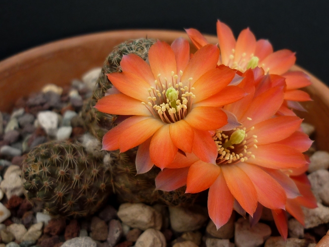 Rebutia pygmaea 