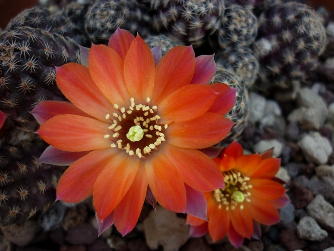 Rebutia pygmaea 