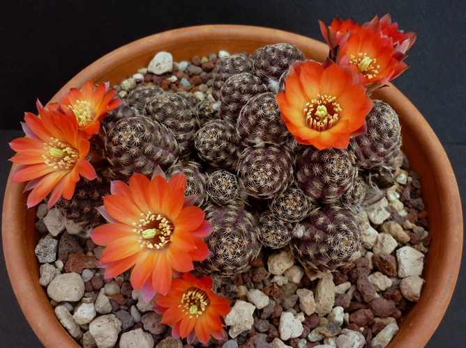 Rebutia pygmaea 