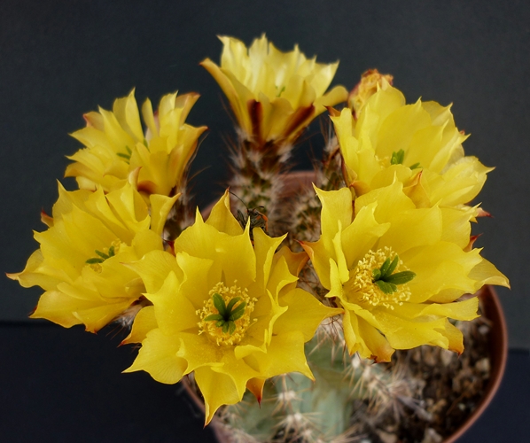 Echinocereus subinermis ssp. ochoterenae 