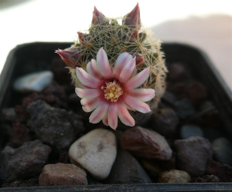 Mammillaria schiedeana ssp. giselae 