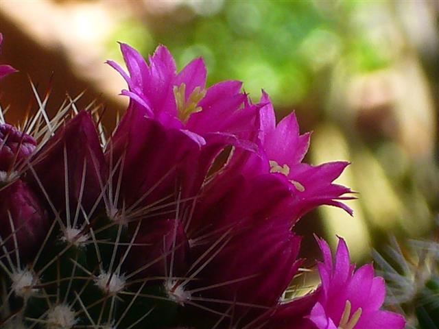 Mammillaria backebergiana 