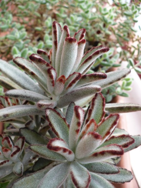 Kalanchoe tomentosa 