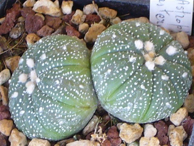 Astrophytum asterias 