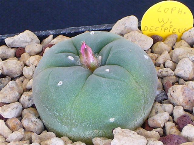 Lophophora williamsii v. decipiens 