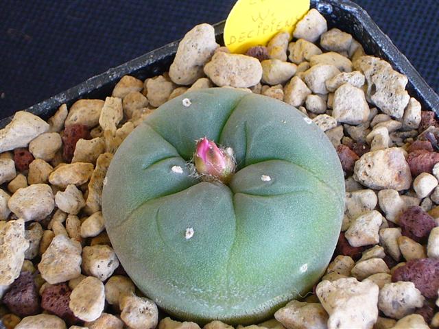 Lophophora williamsii v. decipiens 