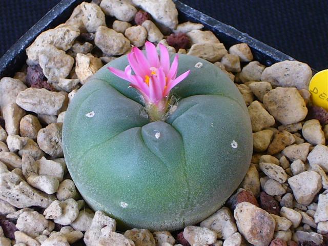 Lophophora williamsii v. decipiens 