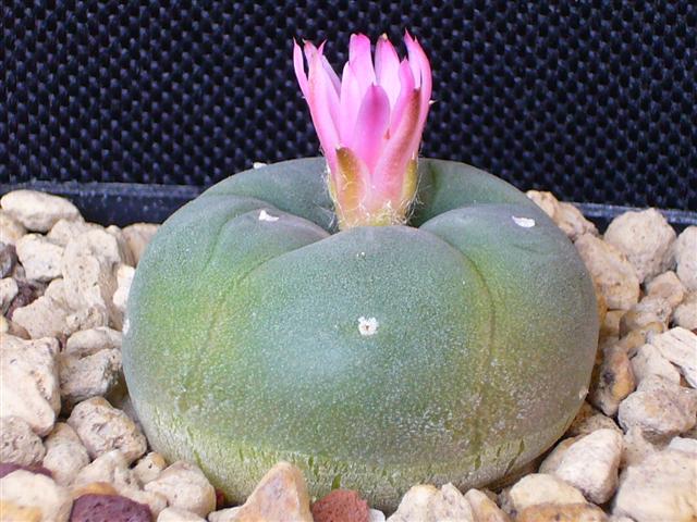 Lophophora williamsii v. decipiens 