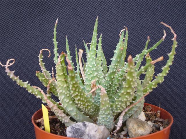 Aloe humilis 