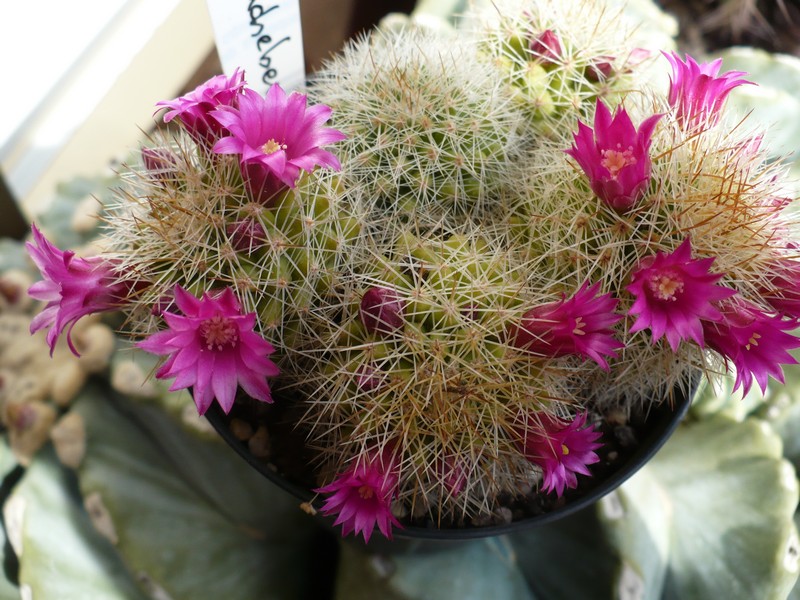 Mammillaria backebergiana 