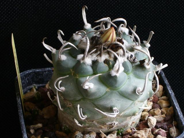 Turbinicarpus klinkerianus 