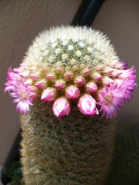 Mammillaria spinosissima ssp. pilcayensis 