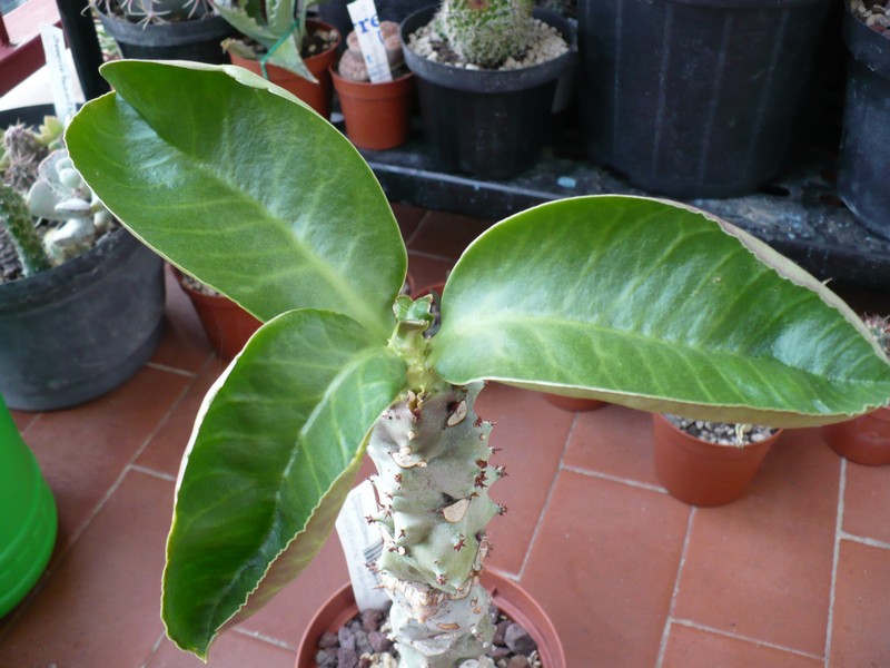 Monadenium spectabile 