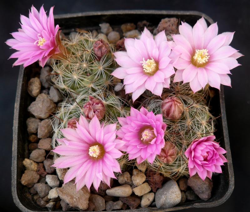 Mammillaria longiflora ssp. stampferi 