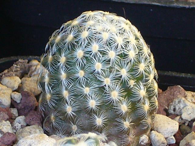 Mammillaria saboae ssp. goldii 