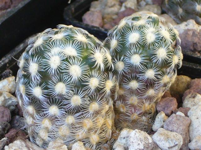 Mammillaria saboae ssp. haudeana 