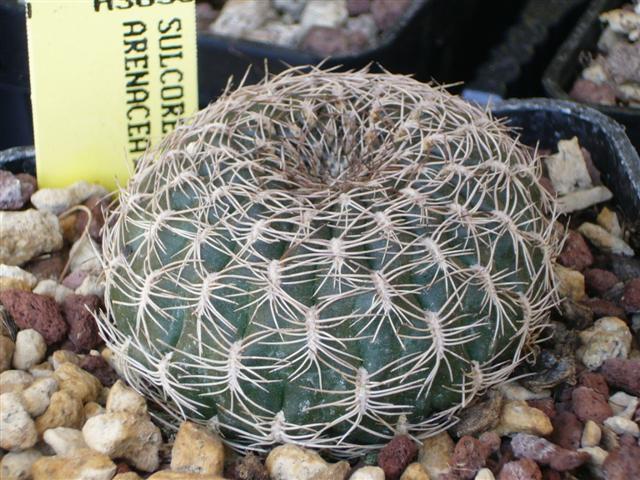 Sulcorebutia arenacea HS30