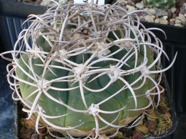 Gymnocalycium castellanosii 