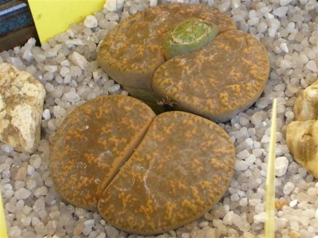 Lithops lesliei v. hornii C 364