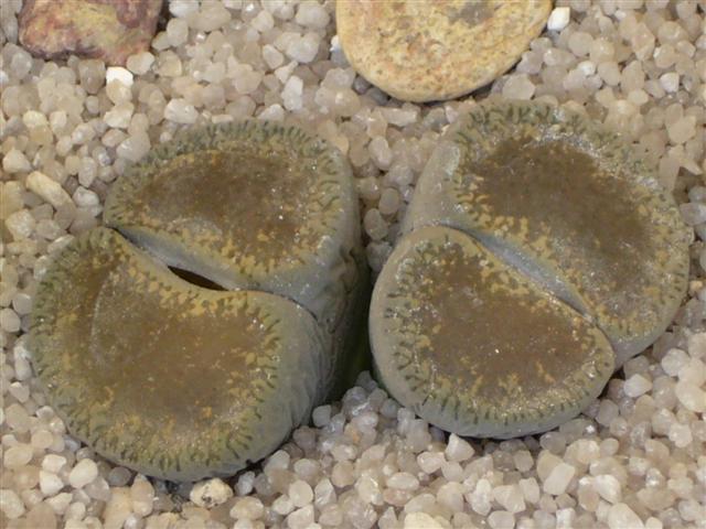 Lithops lesliei v. venteri C 153