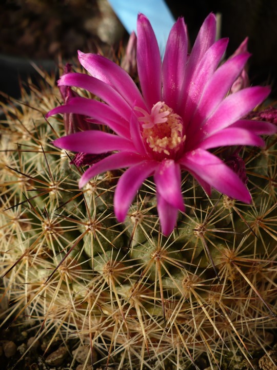 Mammillaria melanocentra ssp. rubrograndis 