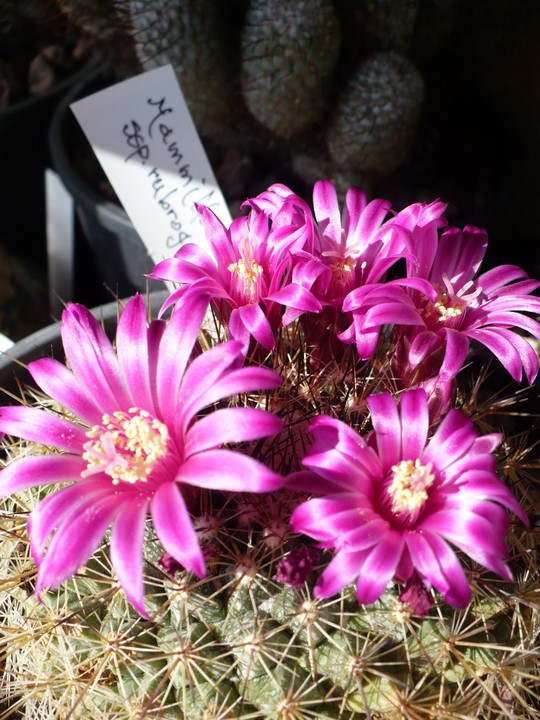 Mammillaria melanocentra ssp. rubrograndis 